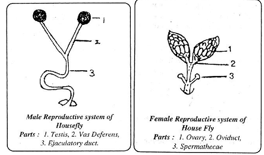 962_the reproductive system of house fly.png